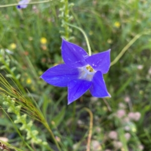 Wahlenbergia stricta subsp. stricta at Red Hill, ACT - 11 Dec 2021