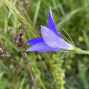 Wahlenbergia stricta subsp. stricta at Red Hill, ACT - 11 Dec 2021