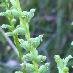 Microtis (genus) (onion orchids) at Red Hill, ACT - 11 Dec 2021 by LisaH