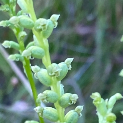 Microtis (genus) (onion orchids) at Red Hill, ACT - 11 Dec 2021 by LisaH