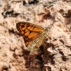 Geitoneura acantha (Ringed Xenica) at Cotter River, ACT - 11 Dec 2021 by Sarah2019