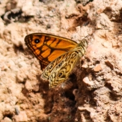 Geitoneura acantha at Cotter River, ACT - 11 Dec 2021