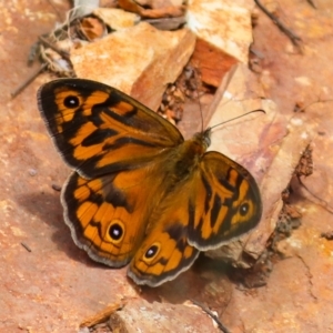 Heteronympha merope at Cotter River, ACT - 11 Dec 2021