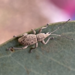 Merimnetes oblongus (Radiata pine shoot weevil) at Jerrabomberra, NSW - 11 Dec 2021 by SteveBorkowskis