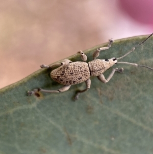 Merimnetes oblongus at Jerrabomberra, NSW - 11 Dec 2021 05:56 PM