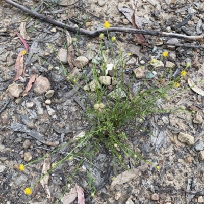 Calotis lappulacea (Yellow Burr Daisy) at Mount Jerrabomberra QP - 11 Dec 2021 by Steve_Bok