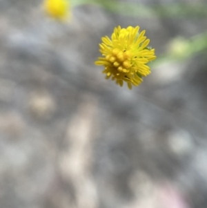 Calotis lappulacea at Jerrabomberra, NSW - 11 Dec 2021