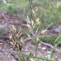 Rytidosperma sp. (Wallaby Grass) at Mount Jerrabomberra QP - 11 Dec 2021 by Steve_Bok