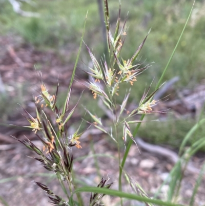 Rytidosperma sp. (Wallaby Grass) at Jerrabomberra, NSW - 11 Dec 2021 by SteveBorkowskis