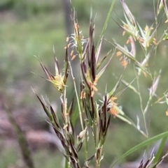 Rytidosperma sp. at Jerrabomberra, NSW - 11 Dec 2021