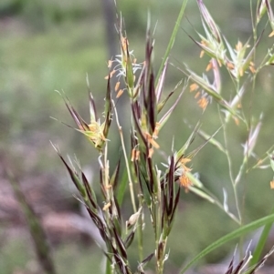 Rytidosperma sp. at Jerrabomberra, NSW - 11 Dec 2021