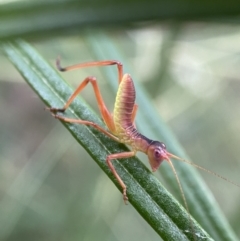 Phaneropterinae (subfamily) (Leaf Katydid, Bush Katydid) at Jerrabomberra, NSW - 11 Dec 2021 by Steve_Bok