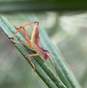 Phaneropterinae (subfamily) at Jerrabomberra, NSW - 11 Dec 2021