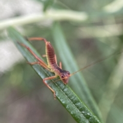 Phaneropterinae (subfamily) at Jerrabomberra, NSW - 11 Dec 2021