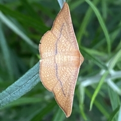 Aglaopus pyrrhata (Leaf Moth) at Mount Jerrabomberra QP - 11 Dec 2021 by Steve_Bok