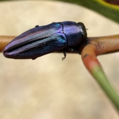 Melobasis thoracica (A jewel beetle) at Jerrabomberra, NSW - 11 Dec 2021 by Steve_Bok