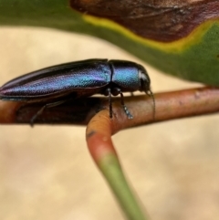 Melobasis thoracica at Jerrabomberra, NSW - 11 Dec 2021