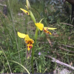 Diuris sulphurea at Tennent, ACT - 11 Dec 2021