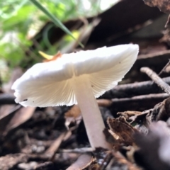 zz agaric (stem; gills white/cream) at Rendezvous Creek, ACT - 11 Dec 2021 by KMcCue