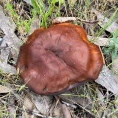 Cortinarius sp. (Cortinarius) at Rendezvous Creek, ACT - 11 Dec 2021 by KMcCue