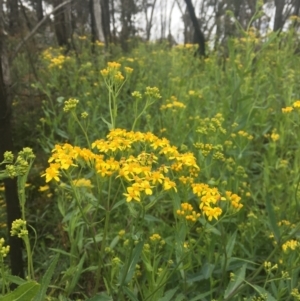 Senecio linearifolius var. latifolius at Tennent, ACT - 11 Dec 2021