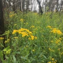 Senecio linearifolius var. latifolius at Tennent, ACT - 11 Dec 2021