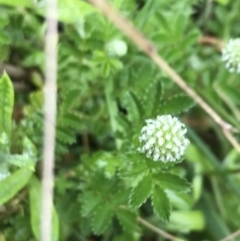 Acaena novae-zelandiae (Bidgee Widgee) at Rossi, NSW - 4 Dec 2021 by Tapirlord