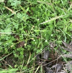 Acaena novae-zelandiae at Rossi, NSW - 5 Dec 2021