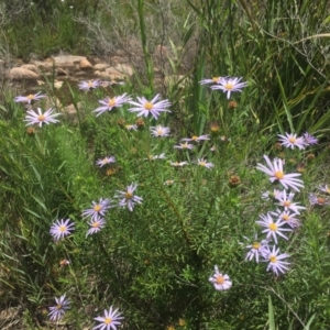 Olearia tenuifolia at Tennent, ACT - 11 Dec 2021