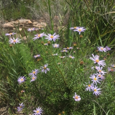 Olearia tenuifolia (Narrow-leaved Daisybush) at Tennent, ACT - 11 Dec 2021 by dgb900