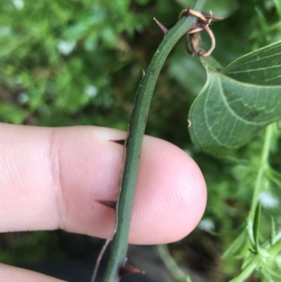 Smilax australis (Barbed-Wire Vine) at Rossi, NSW - 5 Dec 2021 by Tapirlord