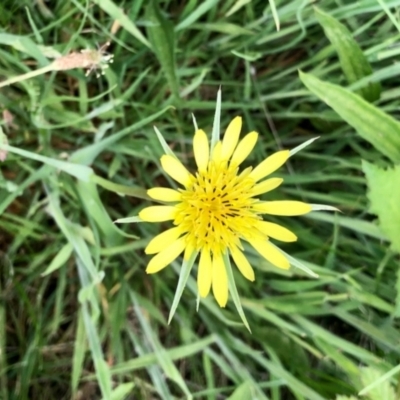 Tragopogon dubius (Goatsbeard) at Rendezvous Creek, ACT - 11 Dec 2021 by KMcCue