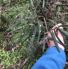 Olearia megalophylla (Large-leaf Daisy-bush) at Rossi, NSW - 4 Dec 2021 by Tapirlord