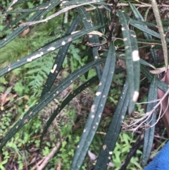 Bedfordia arborescens at Rossi, NSW - 5 Dec 2021