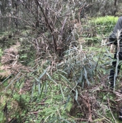 Bedfordia arborescens at Rossi, NSW - 5 Dec 2021