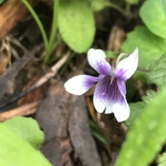 Viola hederacea (Ivy-leaved Violet) at Rossi, NSW - 4 Dec 2021 by Tapirlord