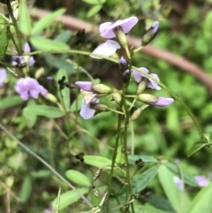 Glycine clandestina (Twining Glycine) at Rossi, NSW - 4 Dec 2021 by Tapirlord