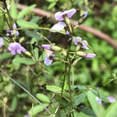 Glycine clandestina (Twining Glycine) at Rossi, NSW - 4 Dec 2021 by Tapirlord