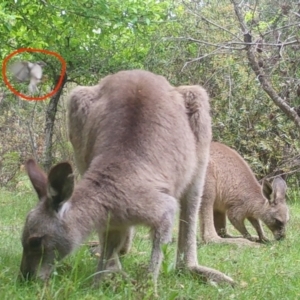 Melithreptus brevirostris at Mongarlowe, NSW - suppressed