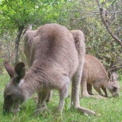 Melithreptus brevirostris at Mongarlowe, NSW - suppressed