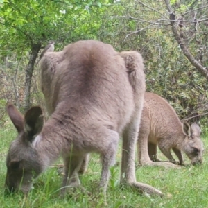 Melithreptus brevirostris at Mongarlowe, NSW - suppressed