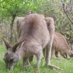 Melithreptus brevirostris at Mongarlowe, NSW - suppressed