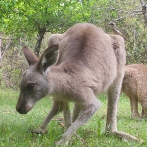 Melithreptus brevirostris at Mongarlowe, NSW - suppressed