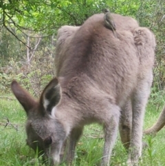 Melithreptus brevirostris at Mongarlowe, NSW - suppressed