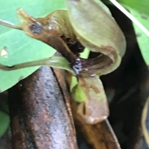 Chiloglottis sp. at Rossi, NSW - 5 Dec 2021