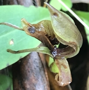 Chiloglottis sp. at Rossi, NSW - 5 Dec 2021