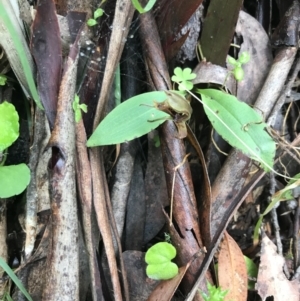 Chiloglottis sp. at Rossi, NSW - 5 Dec 2021