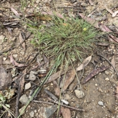 Eragrostis curvula (African Lovegrass) at Rendezvous Creek, ACT - 11 Dec 2021 by ICrawford