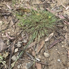 Eragrostis curvula (African Lovegrass) at Rendezvous Creek, ACT - 10 Dec 2021 by ICrawford