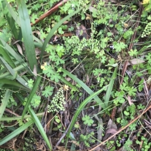 Adiantum aethiopicum at Rossi, NSW - 5 Dec 2021